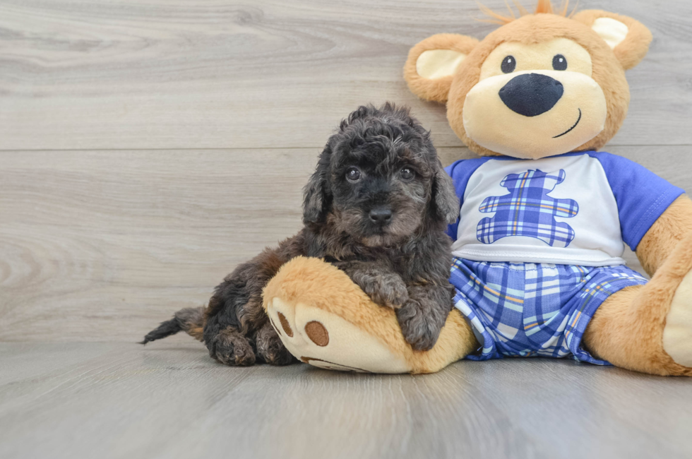 7 week old Cavapoo Puppy For Sale - Windy City Pups