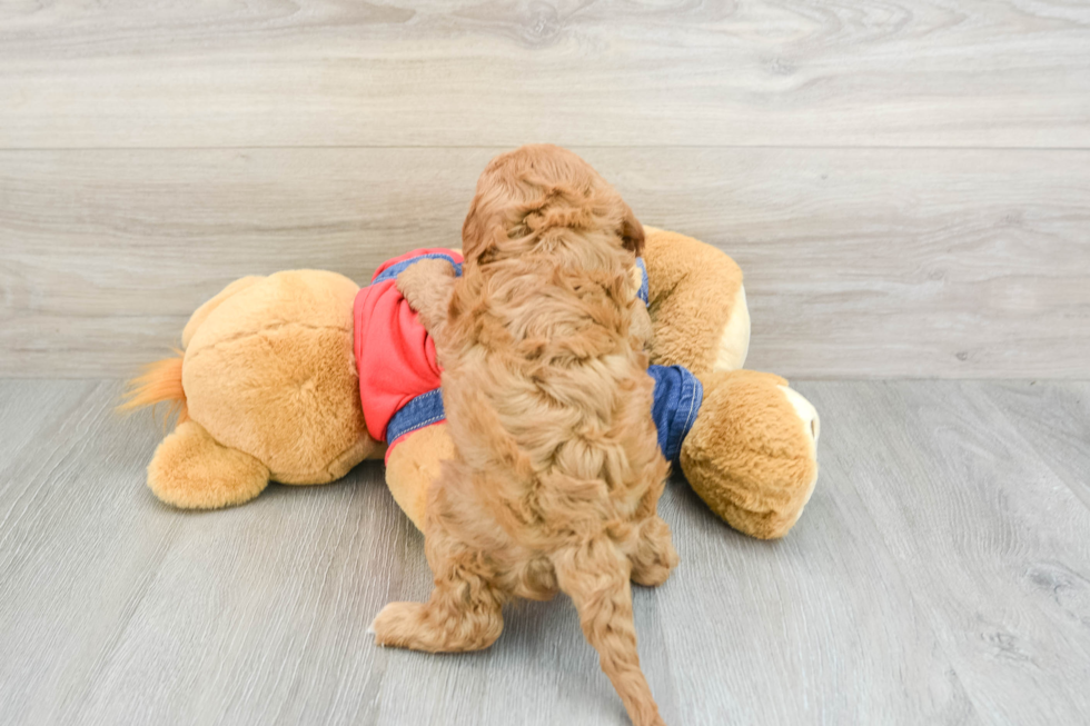 Cavapoo Puppy for Adoption