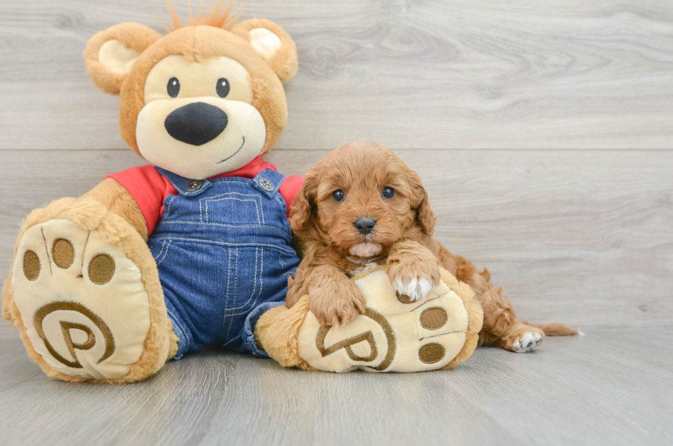 5 week old Cavapoo Puppy For Sale - Windy City Pups