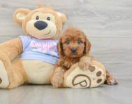 7 week old Cavapoo Puppy For Sale - Windy City Pups