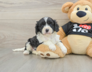 8 week old Cavapoo Puppy For Sale - Windy City Pups