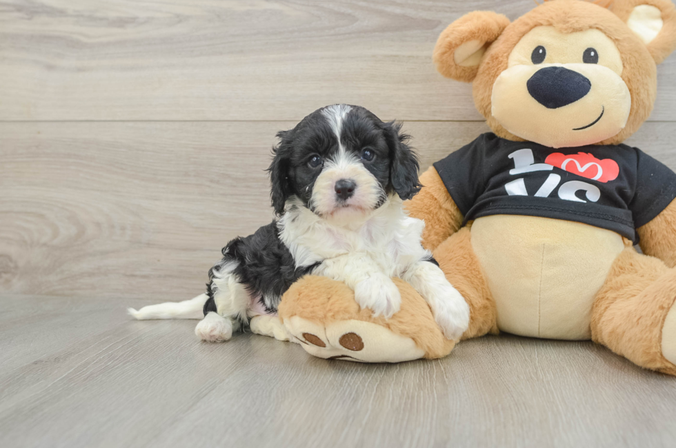 7 week old Cavapoo Puppy For Sale - Windy City Pups