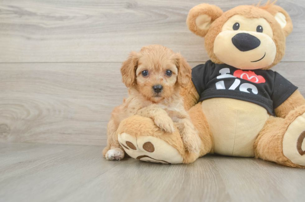 8 week old Cavapoo Puppy For Sale - Windy City Pups