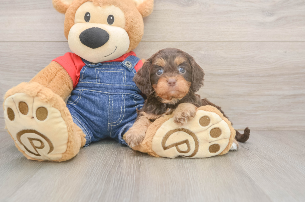 5 week old Cavapoo Puppy For Sale - Windy City Pups