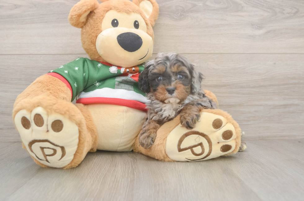 6 week old Cavapoo Puppy For Sale - Windy City Pups