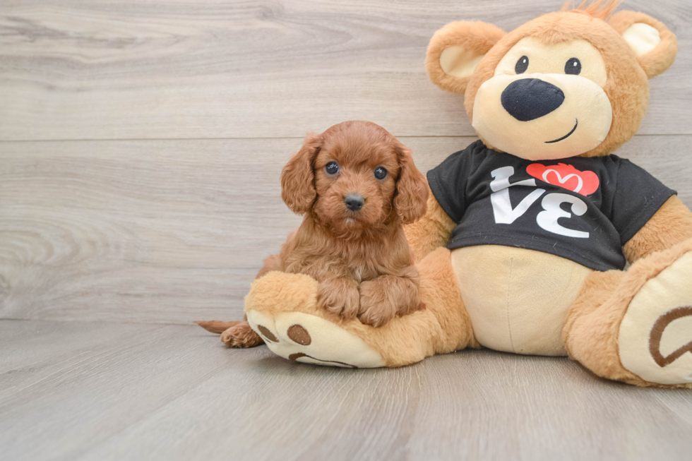 Cavapoo Puppy for Adoption