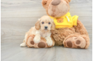 Cavapoo Puppy for Adoption