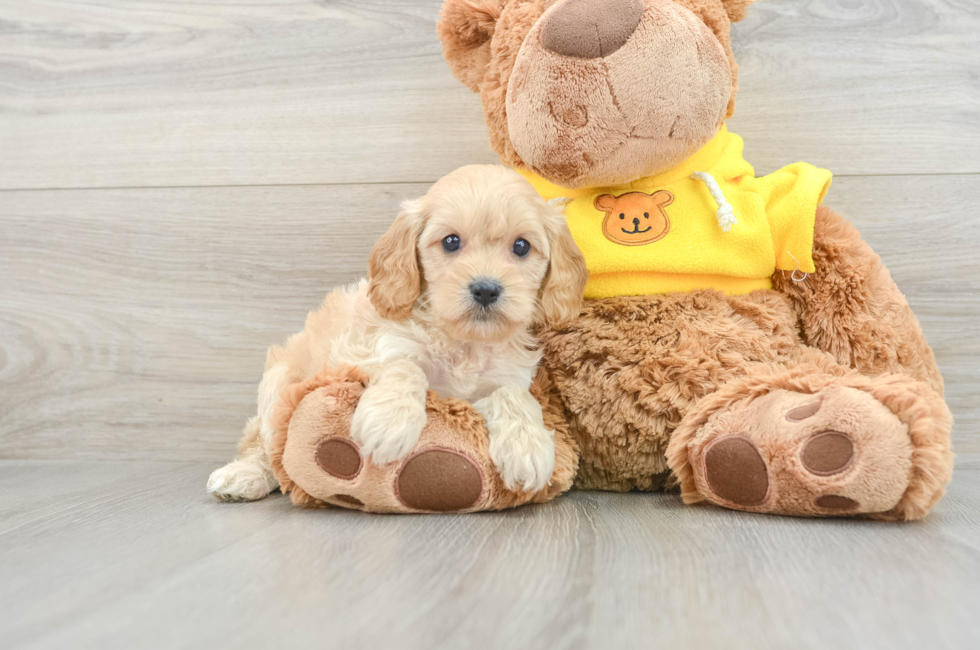 7 week old Cavapoo Puppy For Sale - Windy City Pups