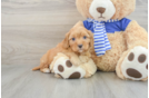 Playful Cavapoodle Poodle Mix Puppy