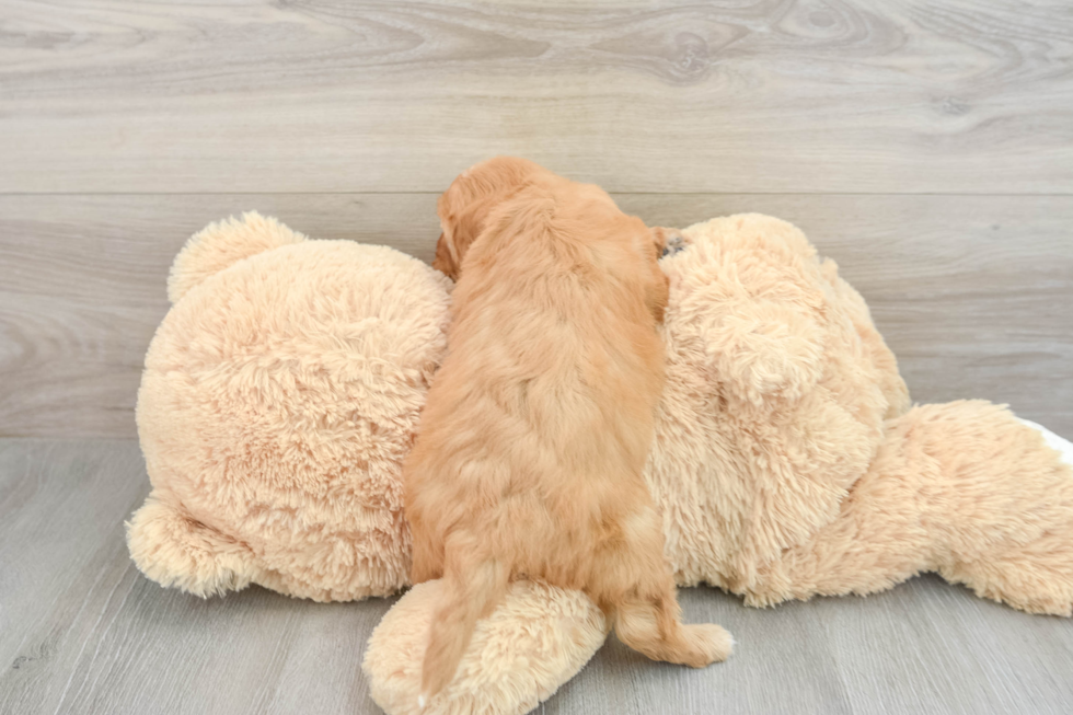 Cavapoo Pup Being Cute