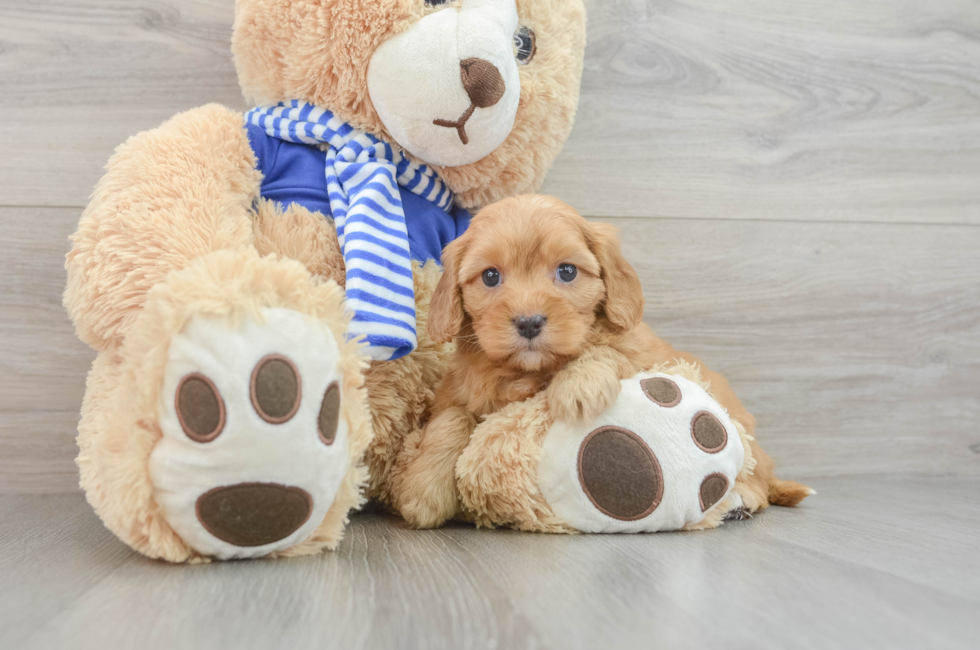 7 week old Cavapoo Puppy For Sale - Windy City Pups