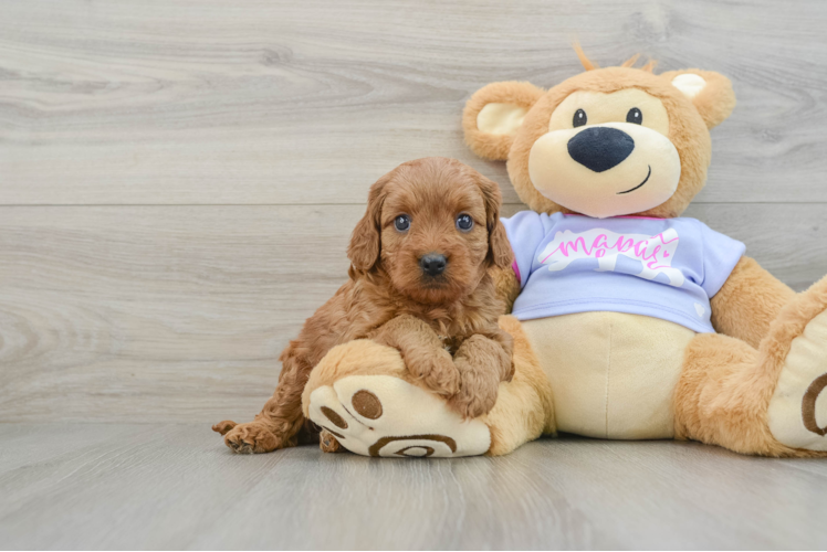 Cavapoo Puppy for Adoption