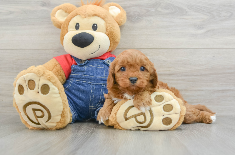 5 week old Cavapoo Puppy For Sale - Windy City Pups