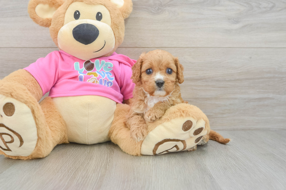 6 week old Cavapoo Puppy For Sale - Windy City Pups