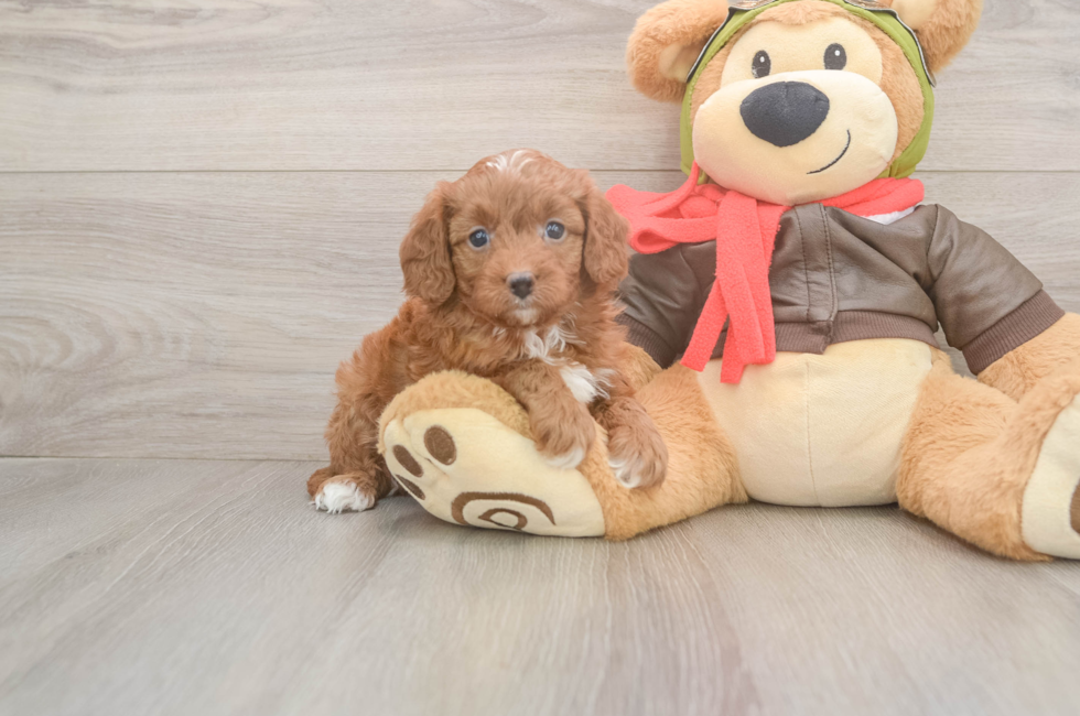 5 week old Cavapoo Puppy For Sale - Windy City Pups