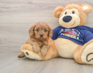 6 week old Cavapoo Puppy For Sale - Windy City Pups