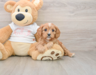 8 week old Cavapoo Puppy For Sale - Windy City Pups