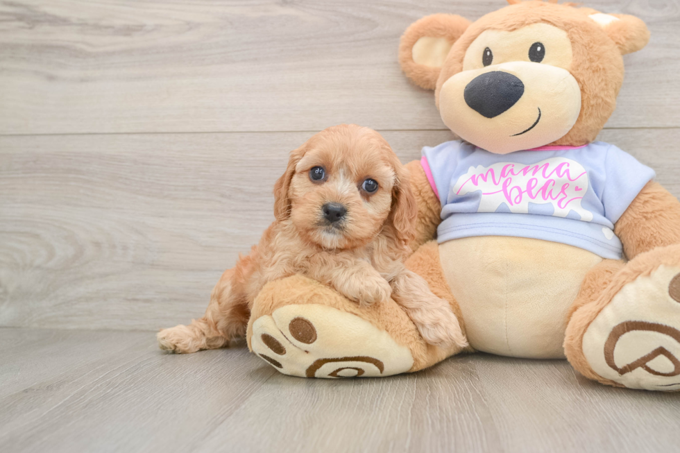 Hypoallergenic Cavadoodle Poodle Mix Puppy
