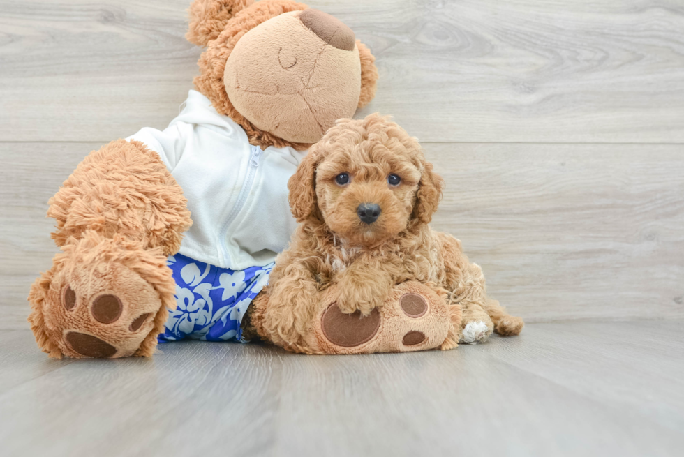 Best Cavapoo Baby