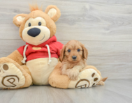 7 week old Cavapoo Puppy For Sale - Windy City Pups