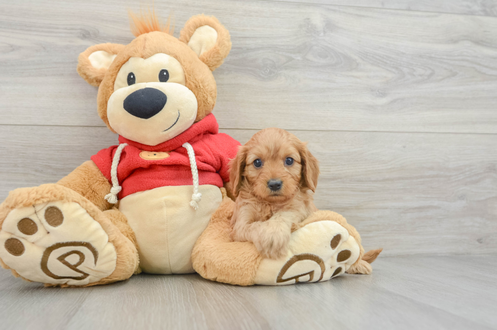 6 week old Cavapoo Puppy For Sale - Windy City Pups