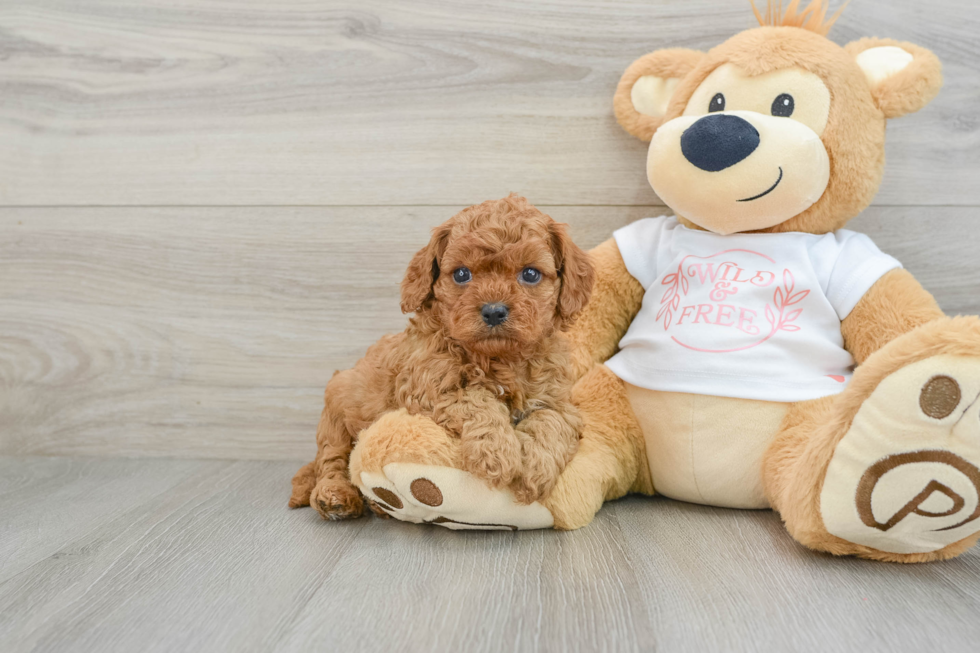 Cavapoo Puppy for Adoption