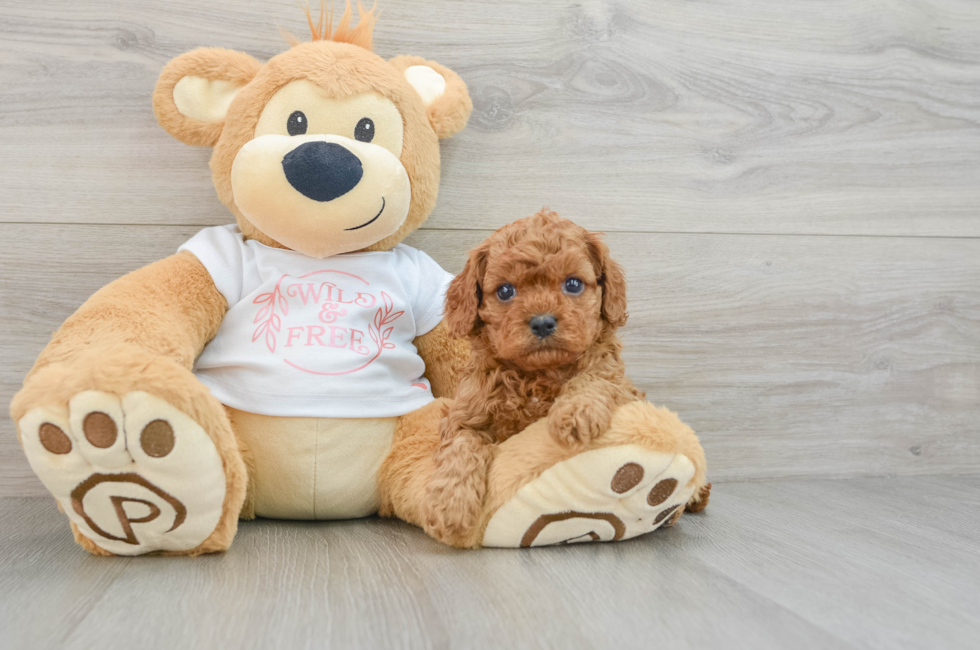 5 week old Cavapoo Puppy For Sale - Windy City Pups