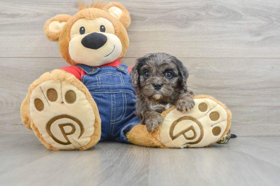 6 week old Cavapoo Puppy For Sale - Windy City Pups