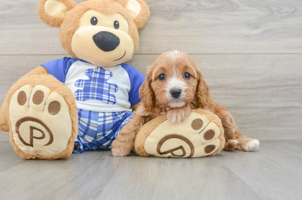 6 week old Cavapoo Puppy For Sale - Windy City Pups