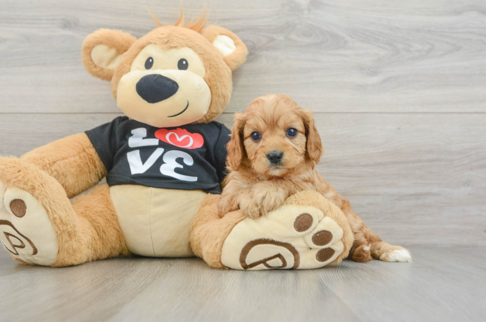 7 week old Cavapoo Puppy For Sale - Windy City Pups