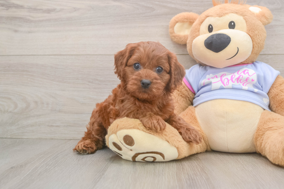 7 week old Cavapoo Puppy For Sale - Windy City Pups