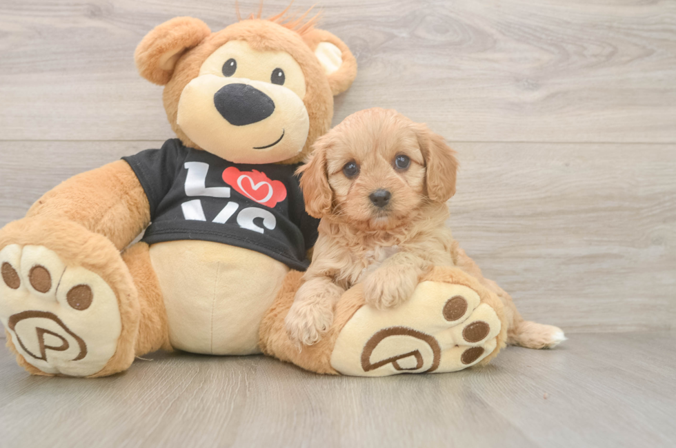 6 week old Cavapoo Puppy For Sale - Windy City Pups