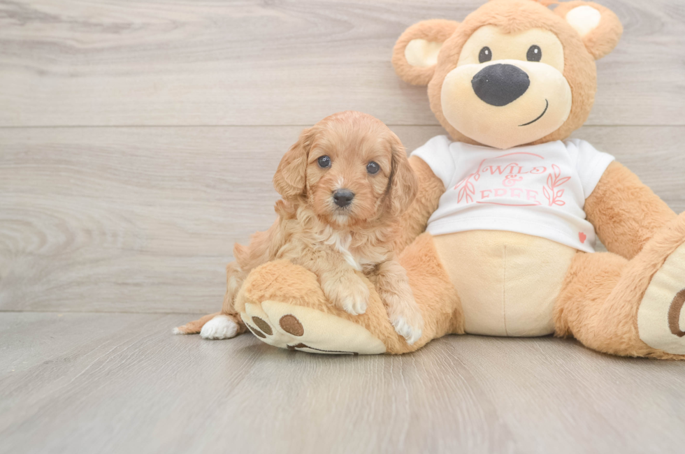 5 week old Cavapoo Puppy For Sale - Windy City Pups