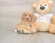 6 week old Cavapoo Puppy For Sale - Windy City Pups 6 week old Cavapoo Puppy For Sale - Windy City Pups