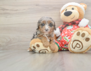 6 week old Cavapoo Puppy For Sale - Windy City Pups