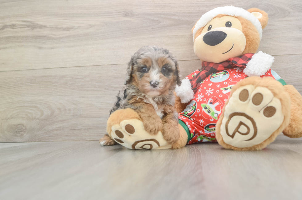 5 week old Cavapoo Puppy For Sale - Windy City Pups
