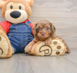7 week old Cavapoo Puppy For Sale - Windy City Pups