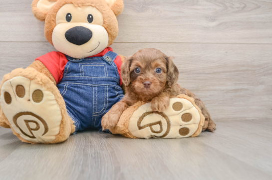 CAITLIN, a Cavapoo littermate