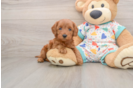Cavapoo Puppy for Adoption
