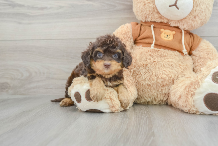 Best Cavapoo Baby