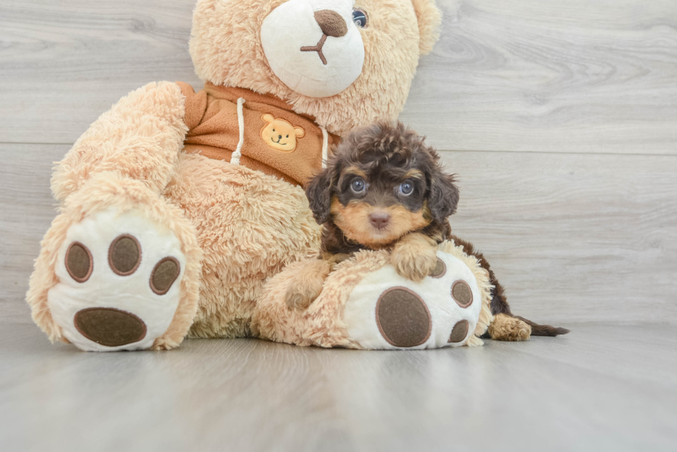 Cavapoo Pup Being Cute