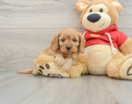 6 week old Cavapoo Puppy For Sale - Windy City Pups