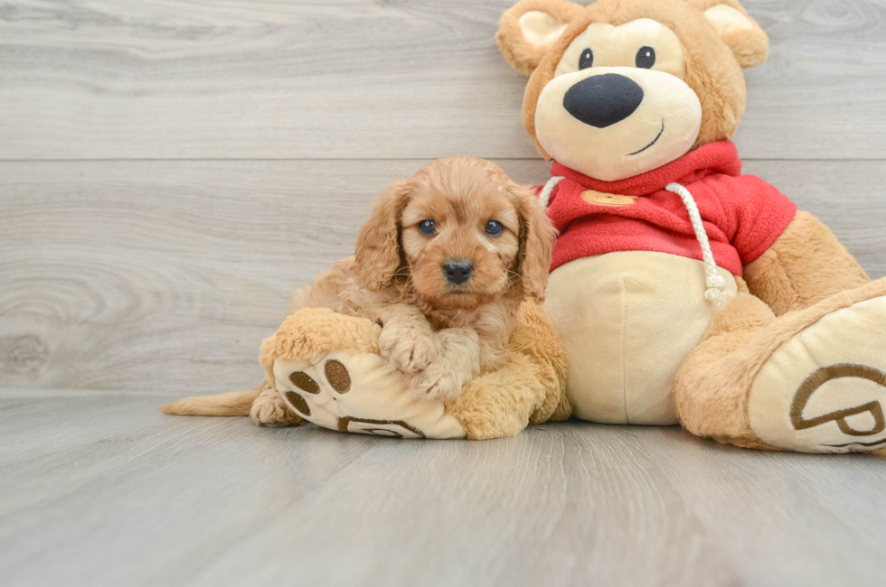 5 week old Cavapoo Puppy For Sale - Windy City Pups