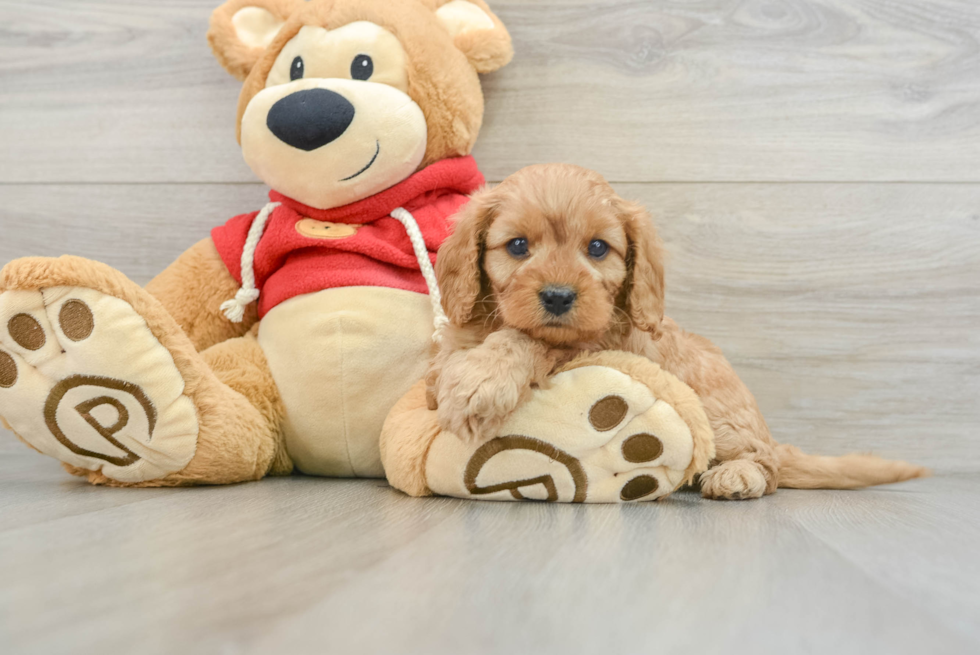 Smart Cavapoo Poodle Mix Pup