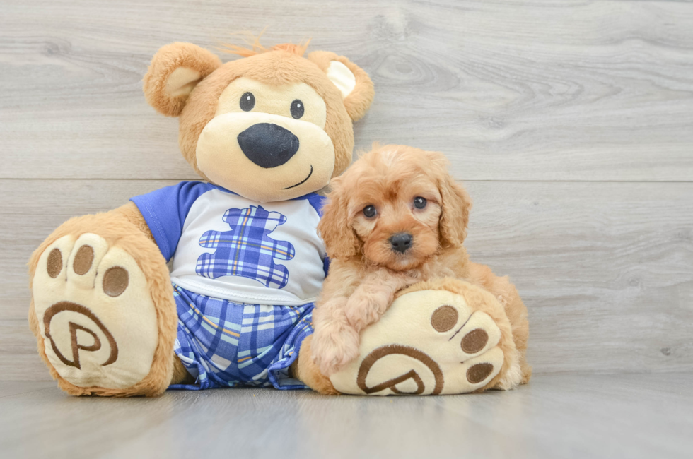 6 week old Cavapoo Puppy For Sale - Windy City Pups
