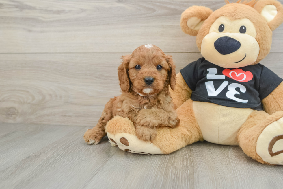 Small Cavapoo Baby