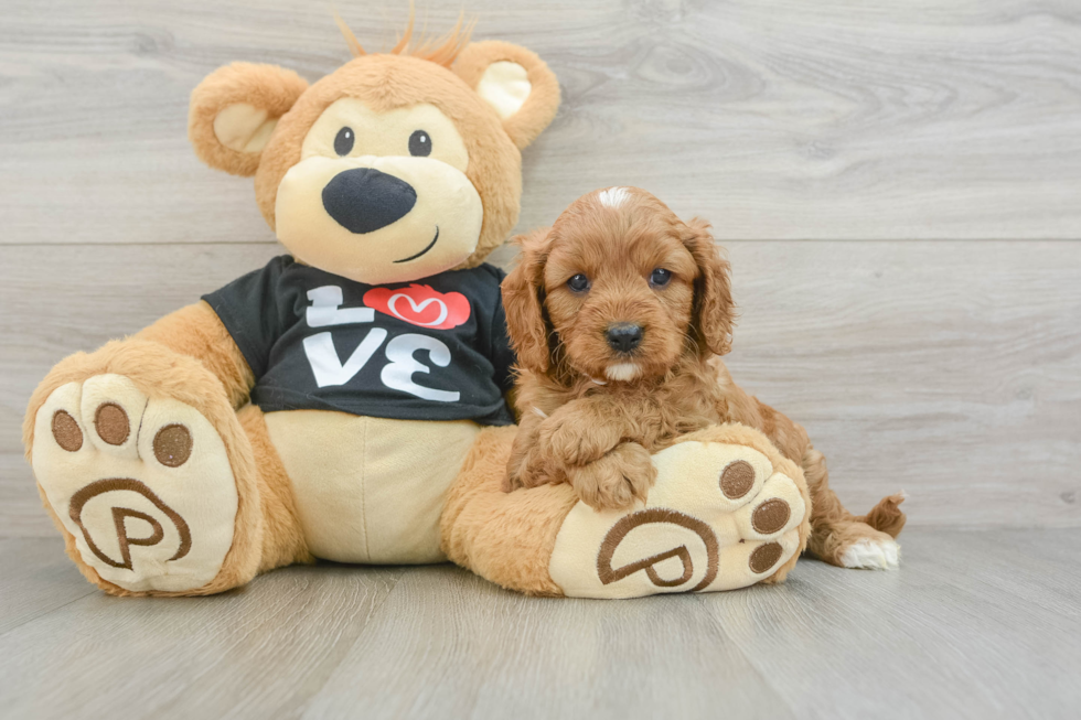 Adorable Cavalier King Charles Spaniel and Poodle Mix Poodle Mix Puppy