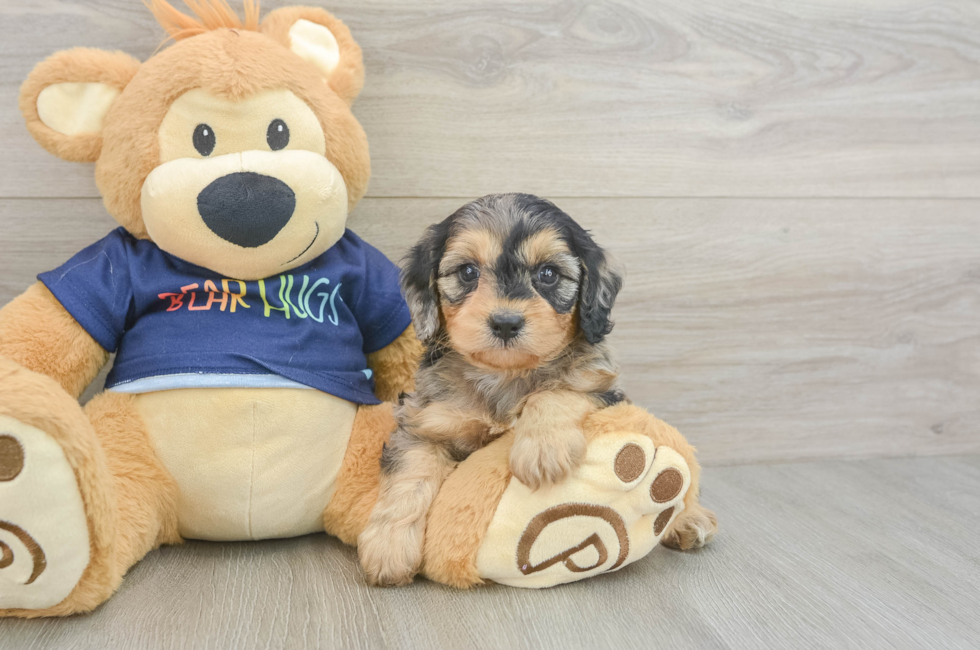 6 week old Cavapoo Puppy For Sale - Windy City Pups