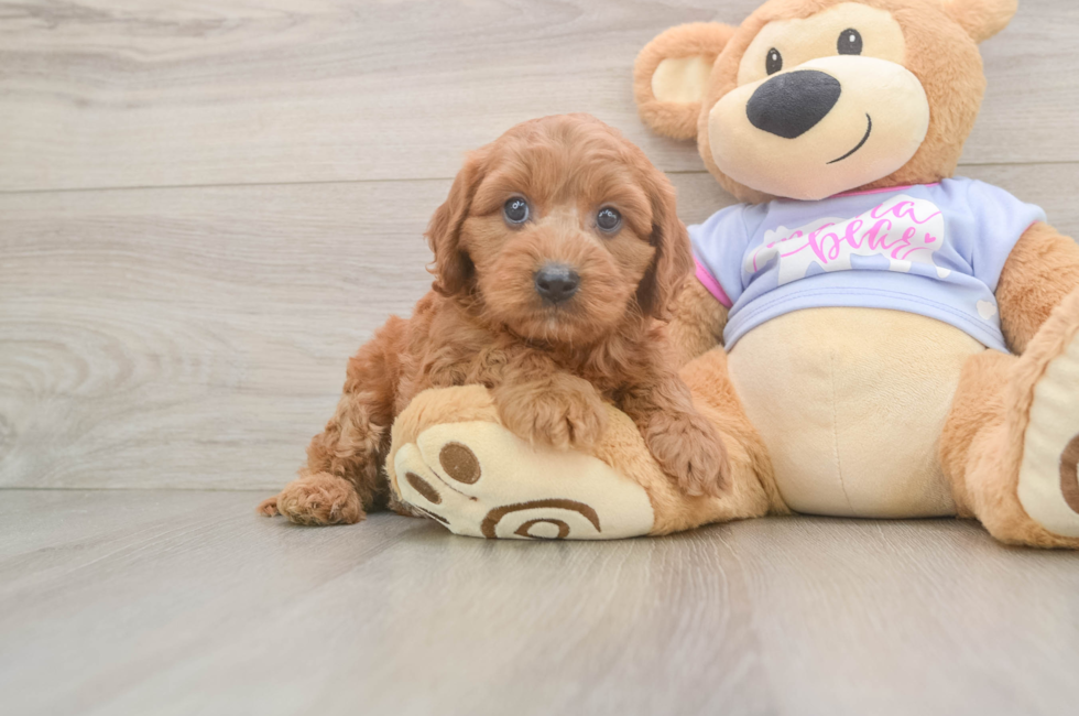 7 week old Cavapoo Puppy For Sale - Windy City Pups