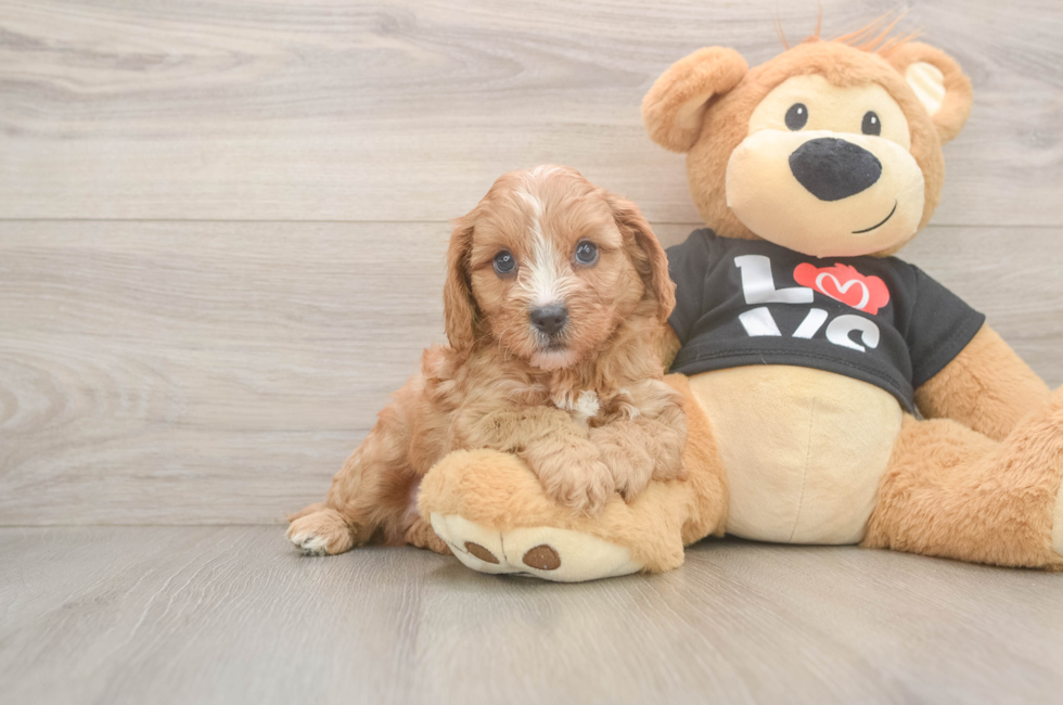 6 week old Cavapoo Puppy For Sale - Windy City Pups